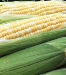 Насіння кукурудзи Ракель F1, п.о. 5 тис.насінин (Clause)