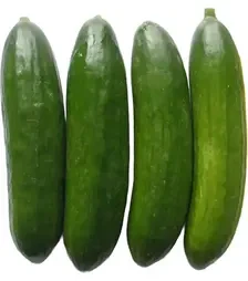 Насіння огірка Бейбі F1, п.о. 100 насінин (Semo)