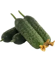Насіння огірка Абсолют F1, п.о. 250 насінин (Bejo)