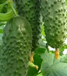 Семена огурца Аристан F1, п.е. 250 семян (Bejo)