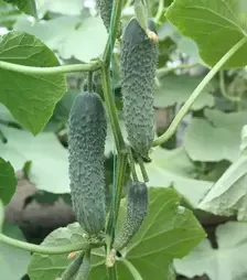 Насіння огірка Концепт F1, п.о. 500 насінин (Breeding Seeds)