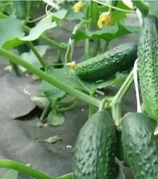 Семена огурца Толстой F1, п.е. 500 семян (Moravoseed)