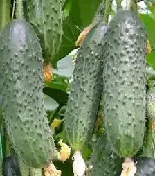Семена огурца Каприкорн F1, п.е. 250 семян (Yuksel Tohum)