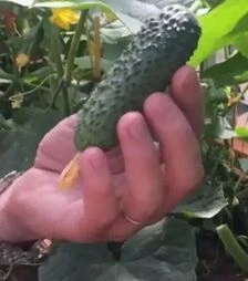 Насіння огірка Фурор F1, п.о. 500 насінин (Leda Agro)