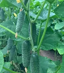 Насіння огірка Ельвінара F1, п.о. 250 насінин (Rijk Zwaan)