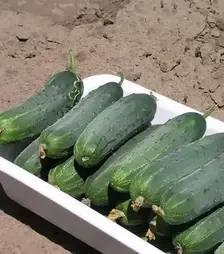 Семена огурца Гектор F1, п.е. 1 тыс. семян (Nunhems)