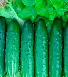 Насіння огірка Естафета F1, п.о. 250 насінин (Nasko)