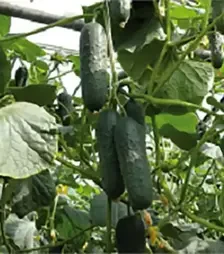 Семена огурца Дерия F1, п.е. 500 семян (Enza Zaden)