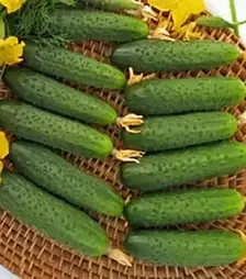 Семена огурца Альтан F1, п.е. 500 семян (Nasko)