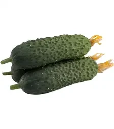 Семена огурца Директор F1, п.е. 500 семян (Nunhems)