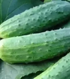 Насіння огірка Ела F1, 1 кг (Moravoseed)