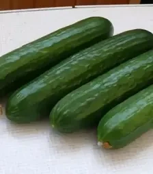 Семена огурца Пес F1, п.е. 100 семян (Spark Seeds)