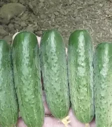 Насіння огірка Стінгер F1, п.о. 1 тис. насінин (Spark Seeds)