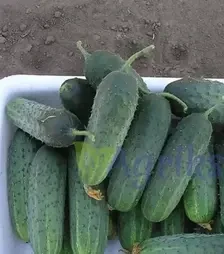 Насіння огірка Спарта F1, п.о. 1 тис. насінин (Nunhems)