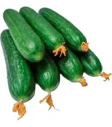Насіння огірка Мева F1, п.о. 100 насінин (Rijk Zwaan)