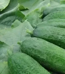 Семена огурца Сантана F1, 1 кг (Moravoseed)