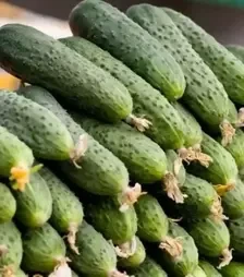 Семена огурца Спино F1, п.е. 500 семян (Syngenta)