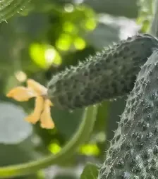 Насіння огірка Кластер F1, п.о. 500 насінин (Breeding Seeds)