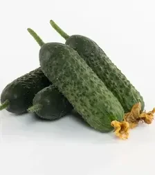 Насіння огірка Абсолют F1, п.о. 1 тис. насінин (Bejo)