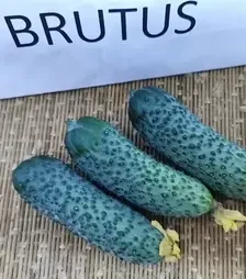 Семена огурца Брутус F1, п.е. 1 тыс. семян (Innova Seeds)