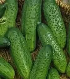 Семена огурца Элиза F1, п.е. 1 тыс. семян (Коуэл)