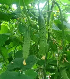 Насіння огірка Естафета F1, п.о. 500 насінин (Breeding Seeds)