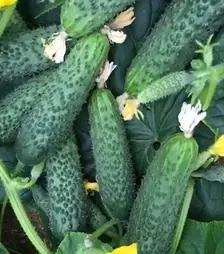 Насіння огірка 152-175 F1, п.о. 500 насінин (Yuksel Tohum)