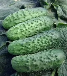 Насіння огірка Аліце F1, 1 кг (Moravoseed)