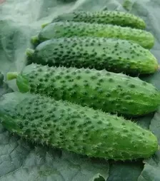 Насіння огірка Алое F1, 1 кг (Moravoseed)