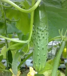 Семена огурца Атлет F1, п.е. 1 тыс. семян (Breeding Seeds)