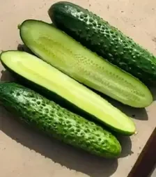 Семена огурца Баде F1, п.е. 500 семян (Yuksel Tohum)