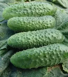 Семена огурца Алгамбра F1, п.е. 1 тыс. семян (Moravoseed)