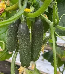 Насіння огірка ES 22001 F1, п.о. 500 насінин (Ergon)