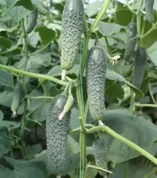 Семена огурца Атаман F1, п.е. 500 семян (Breeding Seeds)