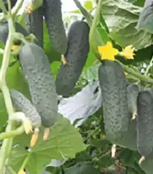 Семена огурца Гуннар F1, п.е. 500 семян (Enza Zaden)