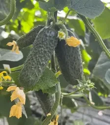 Семена огурца Герман F1, п.е. 250 семян (Breeding Seeds)