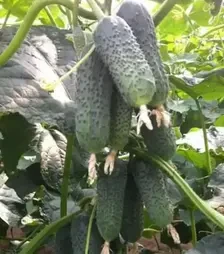 Семена огурца Бьорн F1, п.е. 500 семян (Enza Zaden)