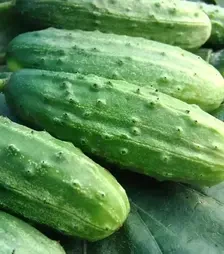 Семена огурца Далила F1, 1 кг (Moravoseed)