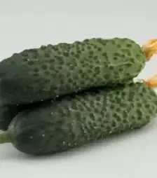 Насіння огірка Дафне F1, п.о. 1 тис. насінин (Semo)