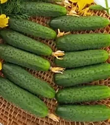 Семена огурца Альтан F1, п.е. 1 тыс. семян (Nasko)