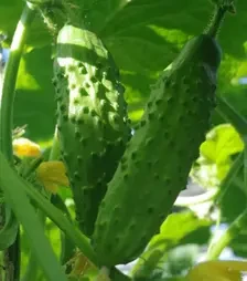 Семена огурца Казанова F1, п.е. 500 семян (Breeding Seeds)