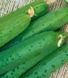 Семена огурца Апрельский F1, п.е. 500 семян (Nasko)