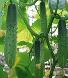 Насіння огірка Естафета F1, п.о. 1 тис. насінин (Breeding Seeds)