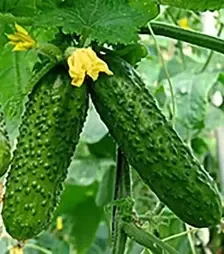 Семена огурца Амант F1, п.е. 1 тыс. семян (Bejo)