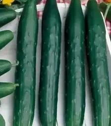 Насіння огірка Авантгард F1, п.о. 500 насінин (Semo)