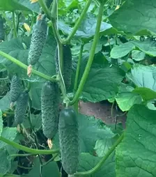 Насіння огірка Ельвінара F1, п.о. 1 тис. насінин (Rijk Zwaan)