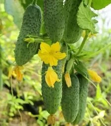 Семена огурца Грин Пик F1, п.е. 1 тыс. семян (United Genetiks)