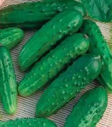 Семена огурца Анника F1, п.е. 1 тыс. семян (Коуел)