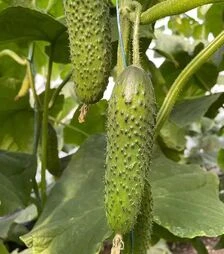 Насіння огірка Ансгар F1, п.о. 500 насінин (Enza Zaden)