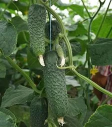 Семена огурца Арктика F1, п.е. 1 тыс. семян (NongWoo Bio)